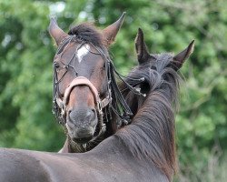 dressage horse Desperado (Sachse, 2004, from Doc Martens)