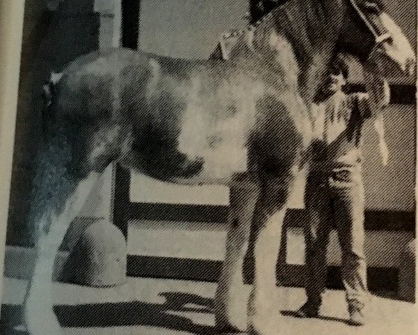 horse Mayflower Lucky Lass (Clydesdale, 1979, from Sensation Bruce)