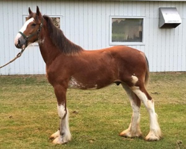 Pferd Maxime's Beaus (Clydesdale, 2015, von Hillmoor Ballad)