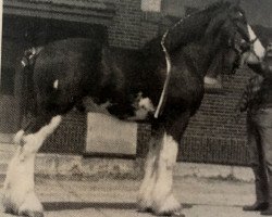 Pferd Master Mac (Clydesdale, 1986, von Mythology's Bellerophon Ian)