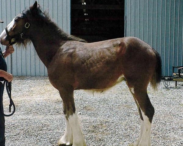 horse Martha's Favorite George (Clydesdale, 2014, from Blue Spirit's Crown Prince Alexei)