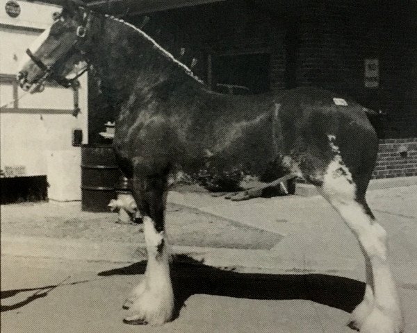 Zuchtstute Mardoug's Misty May (Clydesdale, 2000, von Greendykes Footprint)