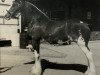 Zuchtstute Mardoug's Misty May (Clydesdale, 2000, von Greendykes Footprint)