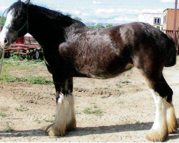 Pferd Maplewood Gypsy's Doll (Clydesdale, 2011, von Cristal's Moses)