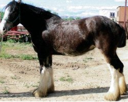 horse Maplewood Gypsy's Doll (Clydesdale, 2011, from Cristal's Moses)