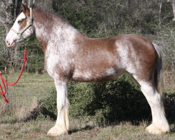 Pferd Maplewood Kit's Cloie (Clydesdale, 2008, von Cristal's Moses)