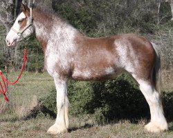 horse Maplewood Kit's Cloie (Clydesdale, 2008, from Cristal's Moses)