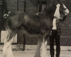 horse Maplewood Jack (Clydesdale, 1987, from Boreland Prince Ossian)