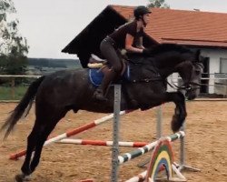 jumper Clearline‘s Champ (German Sport Horse, 2014, from Clearline Z)