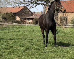 dressage horse Zuckerpuppe FV (German Sport Horse, 2015, from Zansibar)