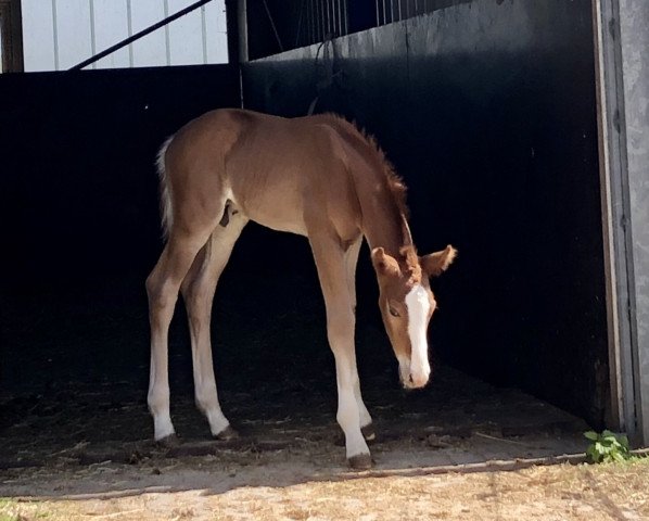 dressage horse Eddi (Hanoverian, 2020, from Escamillo)