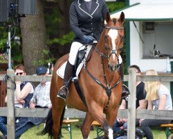 jumper Bram 12 (KWPN (Royal Dutch Sporthorse), 2006, from Glock's Johnson Tn)