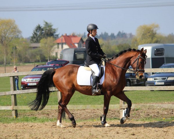 jumper Corifeo 3 (German Warmblood, 2007)