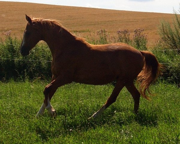 broodmare Venu's Petite Z (Zangersheide riding horse, 1996, from Venu du Theil)