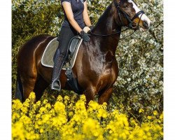 dressage horse Die Lütte 3 (Holsteiner, 2011, from Casall)