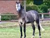 jumper Diaconte Kj (Hanoverian, 2013, from Diarado)