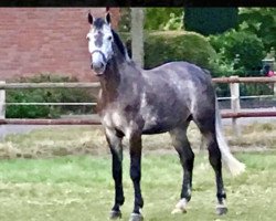 jumper Diaconte Kj (Hanoverian, 2013, from Diarado)