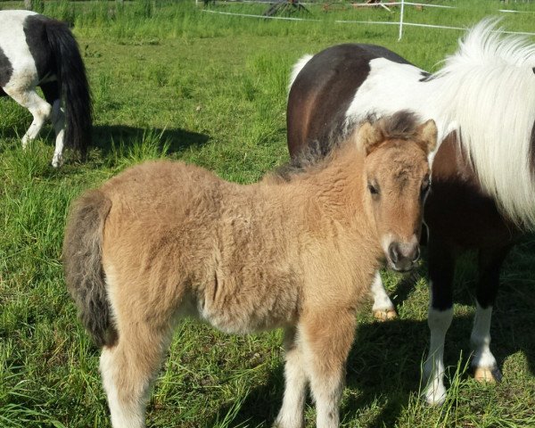 Zuchtstute Patricia von der Malchower Aue (Shetland Pony, 2020, von Freiherr von Salza)