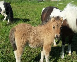 broodmare Patricia von der Malchower Aue (Shetland Pony, 2020, from Freiherr von Salza)