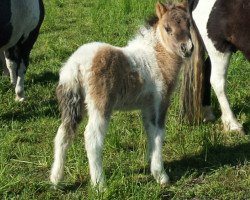 Pferd Frido von der Malchower Aue (Shetland Pony, 2020, von Freiherr von Salza)