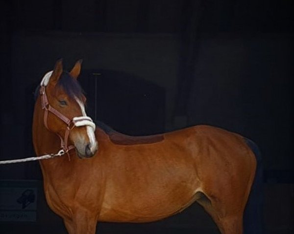 broodmare Paloma 297 (German Riding Pony, 2006, from Principal Boy)