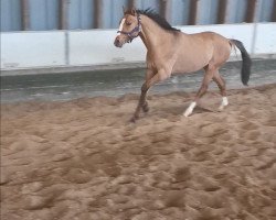 dressage horse Cockney´s Charly (German Riding Pony, 2018, from Kastanienhof Cockney Cracker)