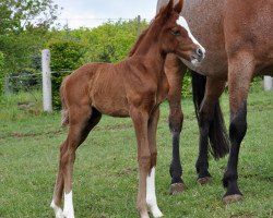 Springpferd Hanna N (Oldenburger Springpferd, 2020, von Heartbeat)