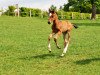 jumper Oh Lenni (Oldenburg show jumper, 2020, from Origi D'o)