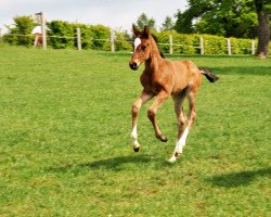 jumper Oh Lenni (Oldenburg show jumper, 2020, from Origi D'o)