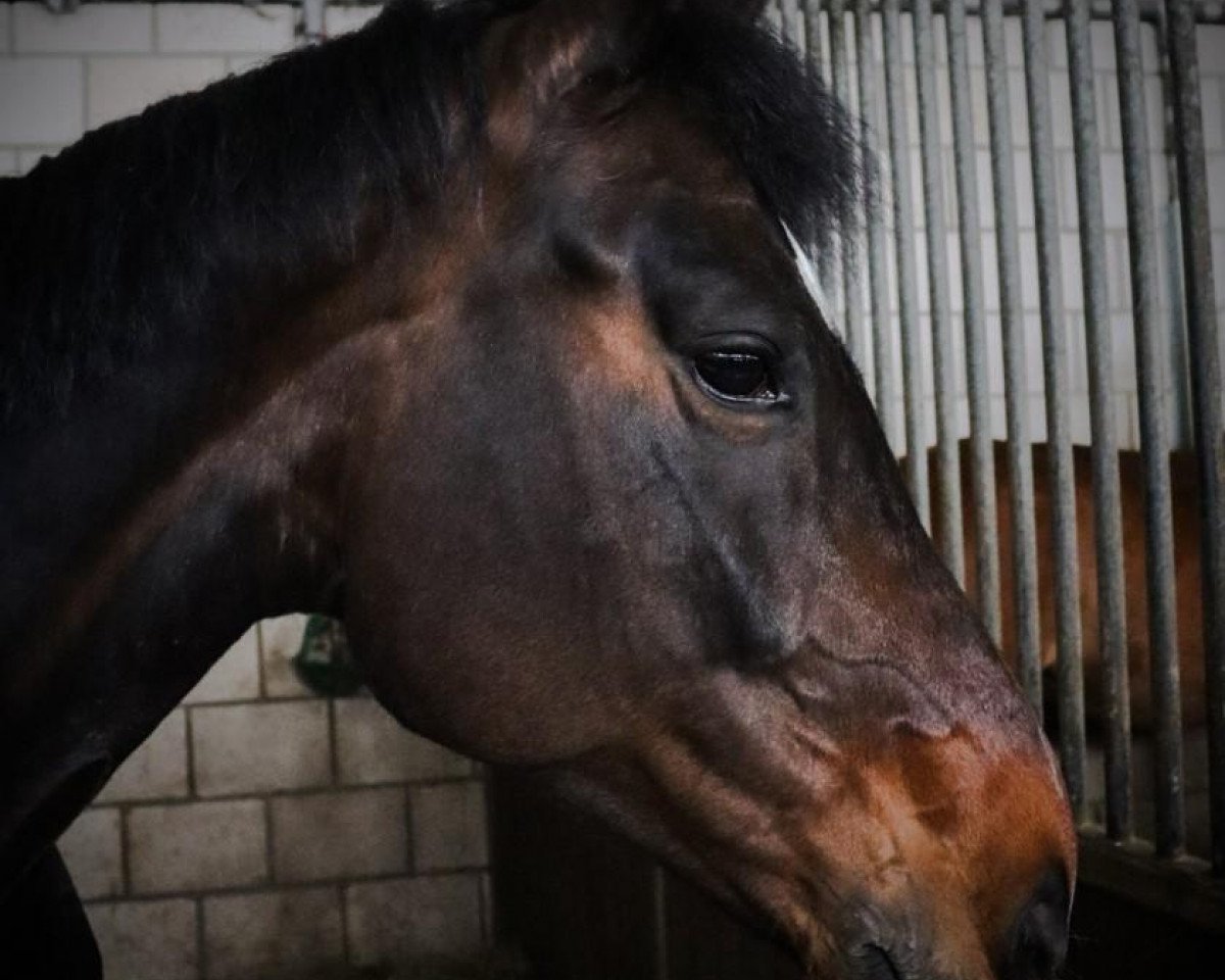 dressage horse Diala Lou (Oldenburg, 2014, from Dante Weltino Old)