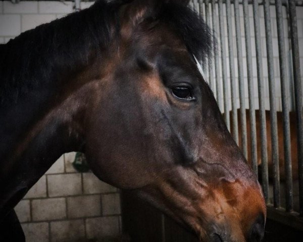 dressage horse Diala Lou (Oldenburg, 2014, from Dante Weltino Old)