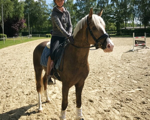 stallion Mein Liebling 3 (German Riding Pony, 2017, from Movie Star)