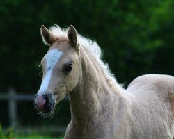 broodmare Sumer Breeze (German Riding Pony, 2019, from Nilantshoeve's Zippo)