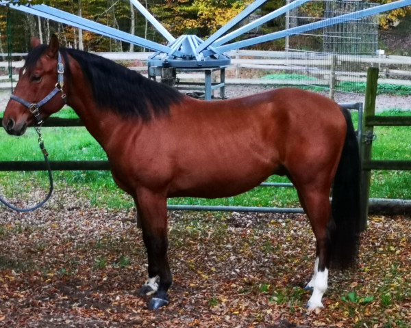 Pferd Jacs Ultimate Wave (Quarter Horse, 2016)