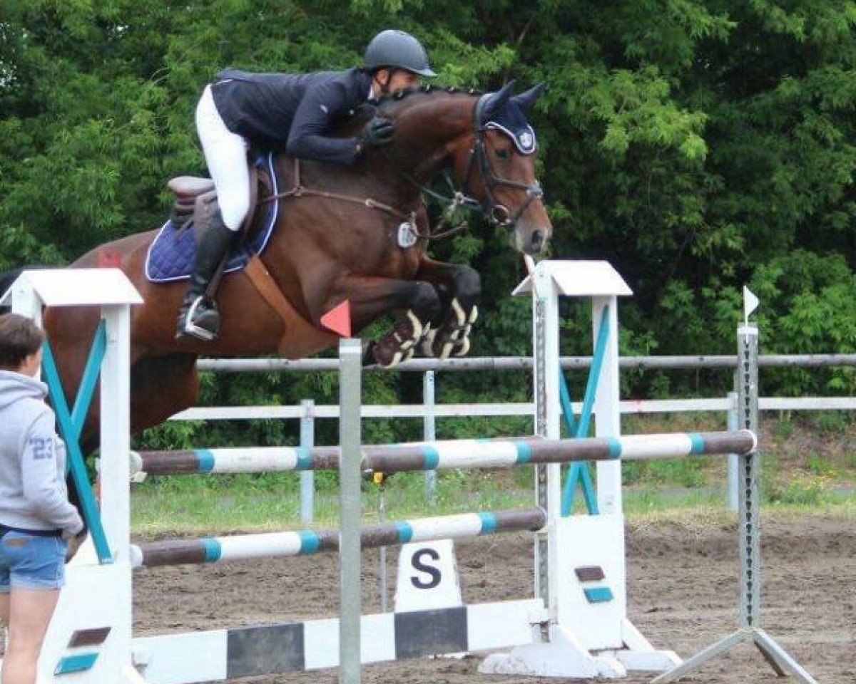 jumper Lewinja 7 (German Sport Horse, 2013, from Lyjanero)