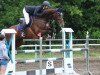 jumper Lewinja 7 (German Sport Horse, 2013, from Lyjanero)