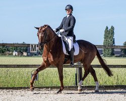 Dressurpferd Ringsbo's Fact Fiction (Dänisches Warmblut,  , von Blue Hors First Choice)