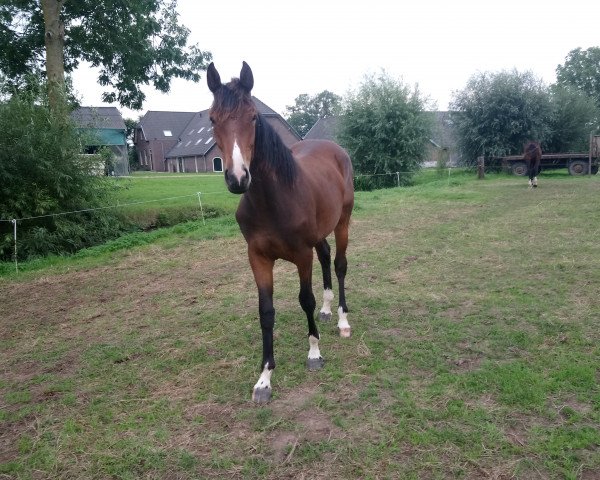 broodmare Ma jolie (KWPN (Royal Dutch Sporthorse), 2017, from Eye Catcher)