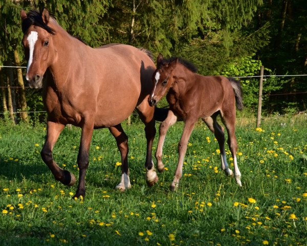 stallion Der kleine Prinz (Württemberger, 2018, from Dark Dornik)