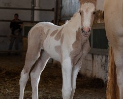 stallion Sambesi (Pinto, 2020, from Sir Ludwig)