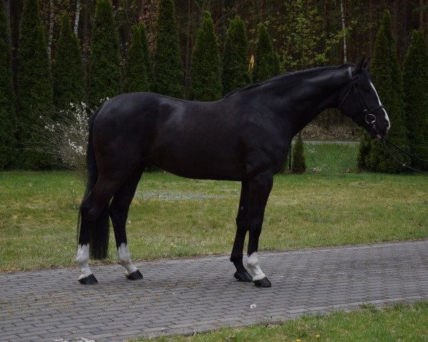 horse Madagaskar (Great Poland (wielkopolska), 2015, from Ulco)