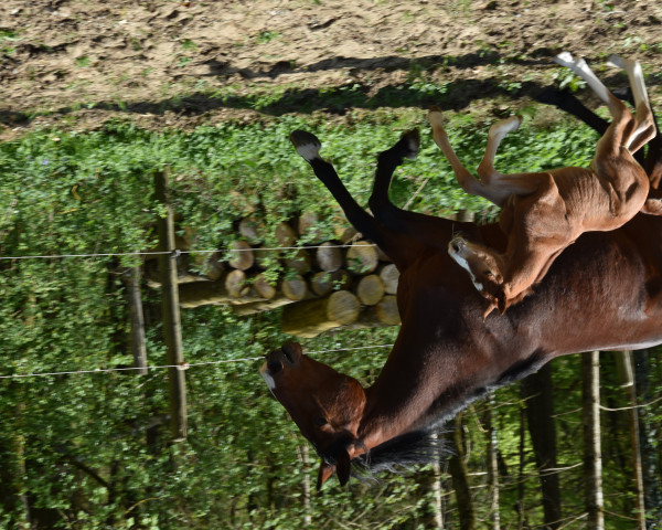 dressage horse Secret Service (Württemberger, 2018, from Secret)