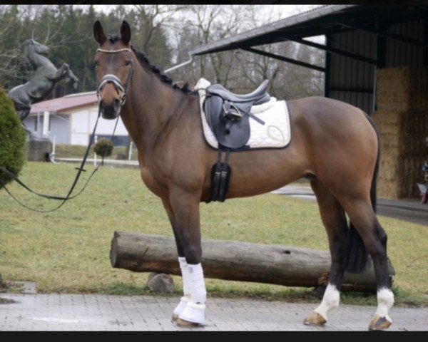 Pferd Grennanstown Quality Man (Irish Sport Horse, 2014, von Obos Quality)