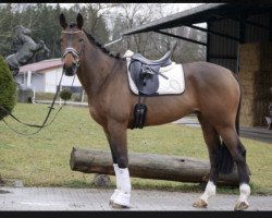 horse Grennanstown Quality Man (Irish Sport Horse, 2014, from Obos Quality)