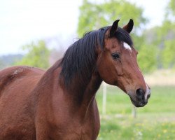 Pferd Poker 71 (KWPN (Niederländisches Warmblut), 1997, von Kennedy)