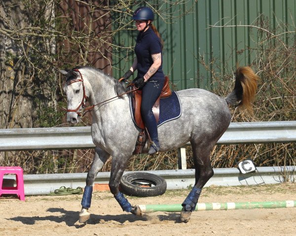 dressage horse Kimara RB (Oldenburg, 2014, from Kardinal)