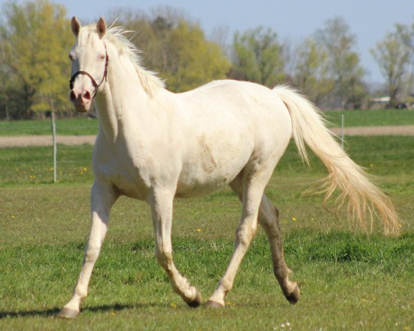 horse Little Ghost Z (Mr.Z) (Danish Warmblood, 2009, from Mr. Din X xx)