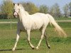 Pferd Little Ghost Z (Mr.Z) (Dänisches Warmblut, 2009, von Mr. Din X xx)