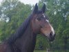 broodmare Adventure Lady 4 (Holsteiner, 2008, from Larimar)