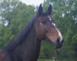 broodmare Adventure Lady 4 (Holsteiner, 2008, from Larimar)